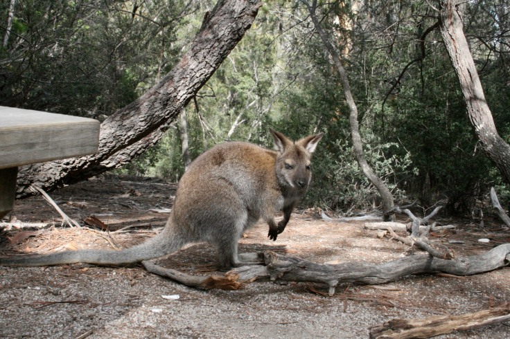 Freycinet Ntl Park Wombat 1.jpg